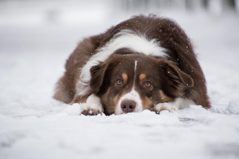 Как уберечь собаку в холодную погоду: советы хозяевам 