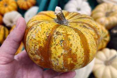 Эксперт рассказал, как выбрать спелую тыкву