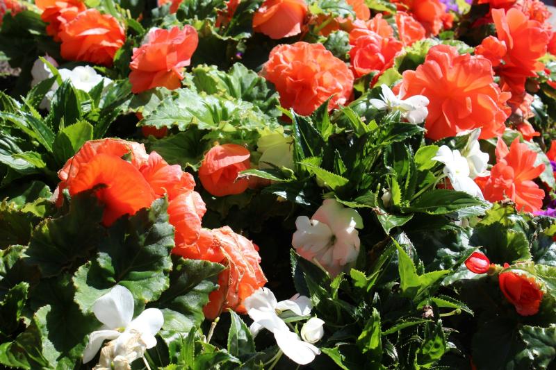 В Самаре началась высадка цветов