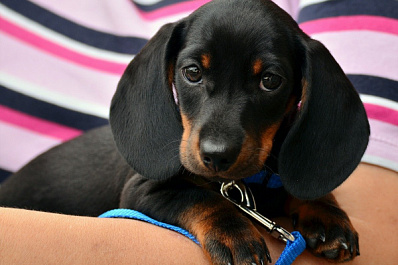 В России предложили чипировать домашних животных