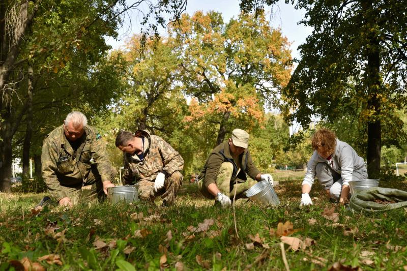 Самарская область одна из первых в ПФО выполнила план по сбору семян дуба