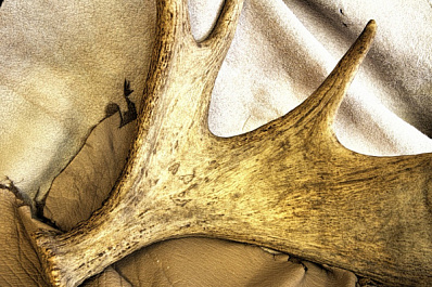 Охотник-браконьер заплатил 240 тысяч рублей за убийство лося в Самарской области