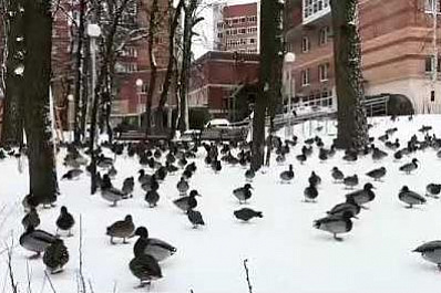 В Самаре на 5-й просеке поселились утки