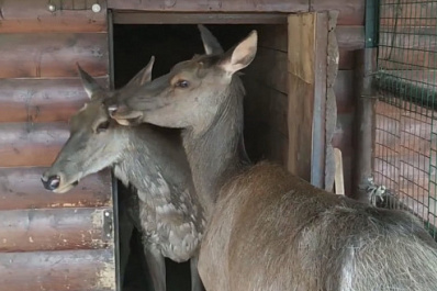 В Самарском зоопарке "разговаривают" олени-маралы   