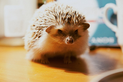 В Самаре ветеринары борются за жизнь африканской ежихи