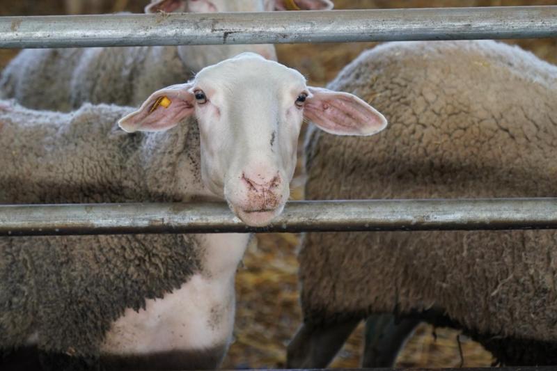 Поддержка для овцеводов: как в Самарской области разводят племенных овец и производят молоко