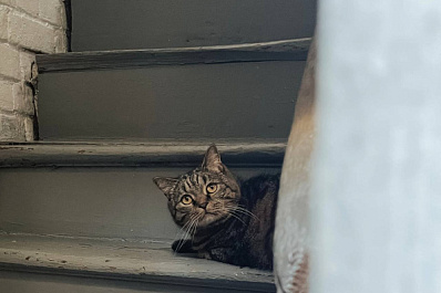 Помогает с ответственным решением: в Госдуме высказались о российских котокафе