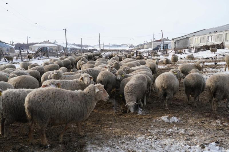 Поддержка для овцеводов: как в Самарской области разводят племенных овец и производят молоко
