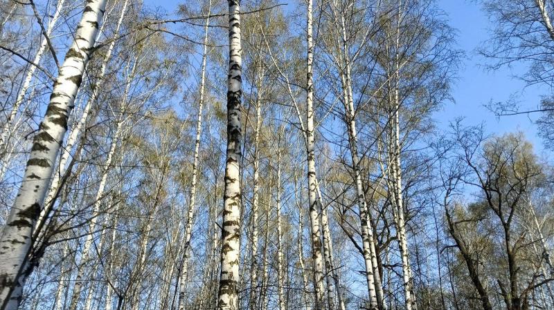 Браконьер после охоты на лосей заплатит штраф 640 тысяч рублей