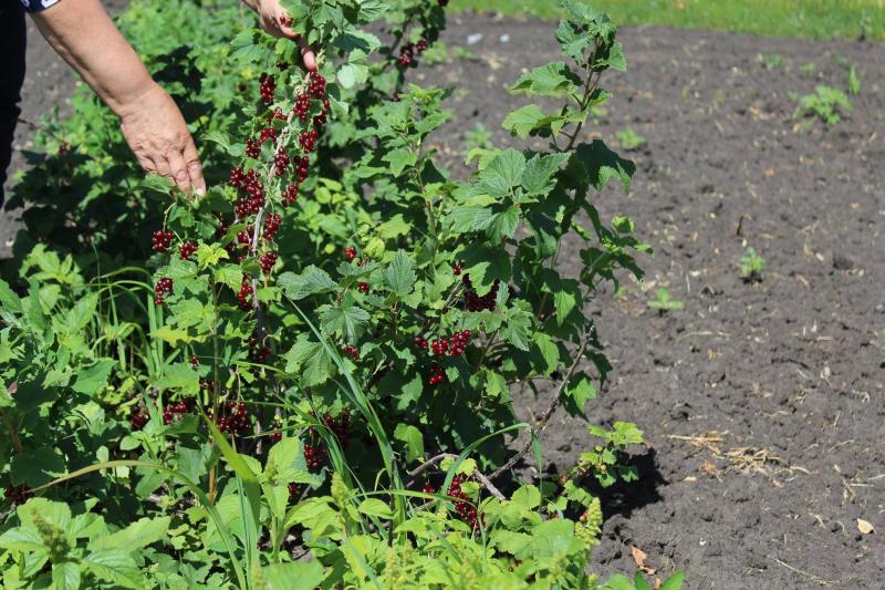 Фермеры Сызранского района обеспечат жителей губернии ягодами, фруктами, зерном и мясом