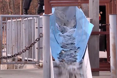 Новокуйбышевская компания выпустила в Волгу 63 тысячи мальков