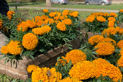 В Самаре установят 79 ландшафтных фигур и 1066 подвесных кашпо с цветами