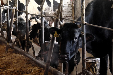 Женская мудрость: как жительница Исаклинского района спасла разорившийся колхоз