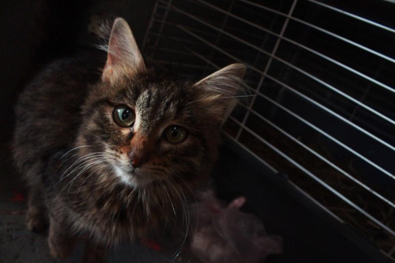 В Приволжье ветеринар спас кошку с ластиком в животе