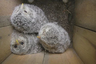Самарские экологи спасают популяцию соколов и сов 