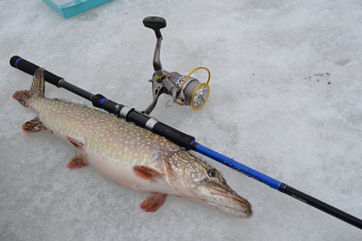 Самарский школьник выловил из Волги крупного хищника