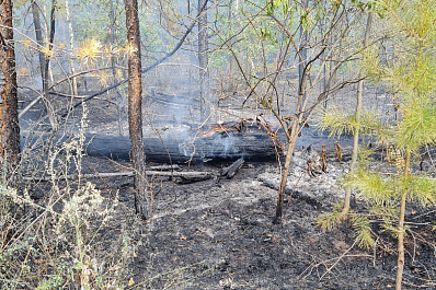 В Ульяновской области с 28 августа ограничат пребывание в лесах