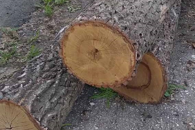 В Самарской области 72-летний пенсионер вырубил дубы на 400 тысяч рублей