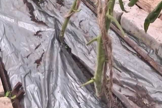 Дачные советы 14.06.2012