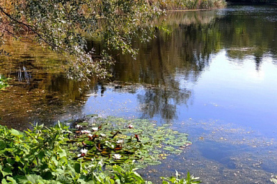 Специалисты Минприроды по поручению губернатора проверили информацию о загрязнении урочища Макарка в Безенчукском районе