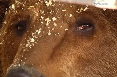 В Самаре объявился владелец оставленных на стоянке медведей