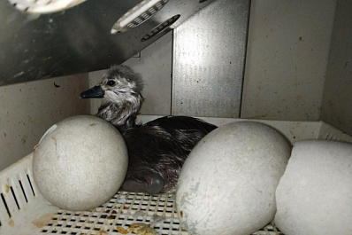 В самарском зоопарке у пары лебедей появился малыш