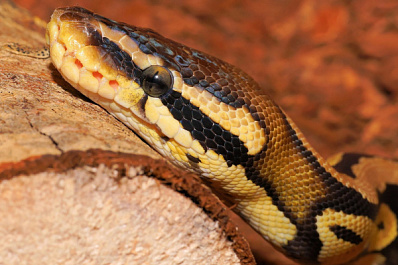 В Самарском зоопарке Масленицу отметят фотосессиями с животными и мастер-классами