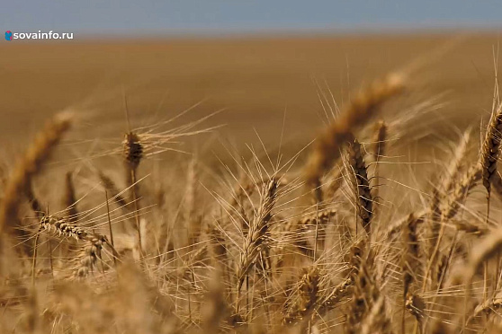 Первый хлеб. Агрокурьер