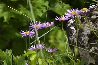 В Самарской области под угрозой исчезновения находятся более 200 цветковых растений