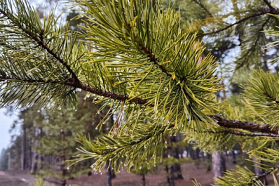 Лес в Кинель-Черкасском районе будут восстанавливать и осенью