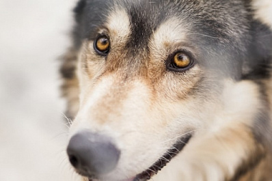 В МЧС рассказали, как себя вести при встрече с агрессивной собакой