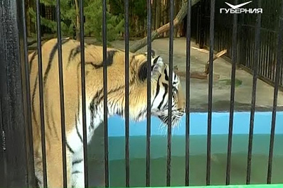 Квартирный вопрос по-амурски: редкие хищники наконец-то получили просторное жилье