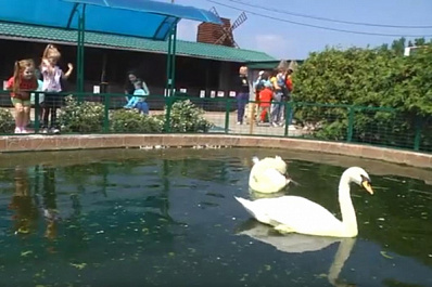 Квесты, мастер-классы и встречи с животными: в Самаре отметили День защиты детей