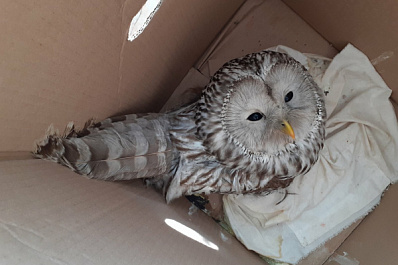 В Самарской области сова врезалась в окно администрации Кинеля