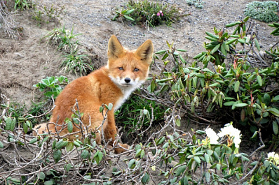 Поставил капкан в норе: в Сызрани охотник решил поймать лису