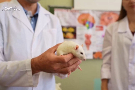 Депрессия у крыс. Эксперименты Платоновой