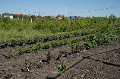 Энтомолог Вероника Никонова рассказала, чем опасна медведка