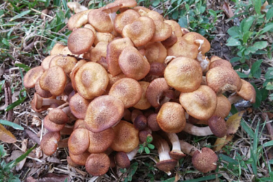 "Шевелящиеся" грибы: жители Тольятти заказали необычную услугу на дом