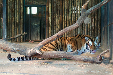 В самарском зоопарке выбрали самую романтичную пару