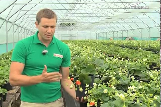 Дачные советы 13.08.2015 