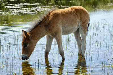 Сотрудники МЧС спасли жеребенка из битума