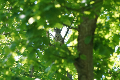 Вместо дупла: самарские биологи помогают хищникам гнездиться