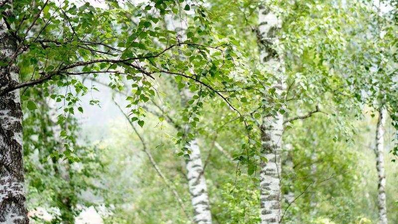 Опасность для аллергиков: в Самаре наблюдается высокая активность пыльцы