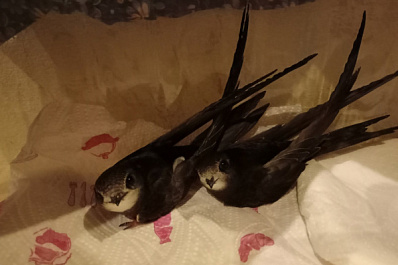 Самарские волонтеры выпустили стрижей в Краснодарском крае