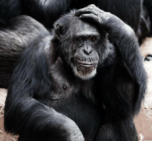 Гинцбург: приматы не имеют никакого отношения к оспе обезьян