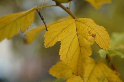 Народные приметы на 14 ноября 2025 года: что нельзя делать в этот день