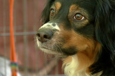 В Самаре прошли областные соревнования по кинологическому спорту