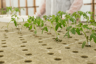 В Поволжье разработали уникальную технологию для круглогодичного выращивания овощей и ягод