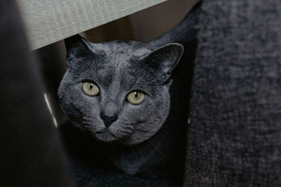 Горе-хозяева забыли в автобусе кота в переноске