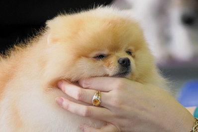 Стрижки и укладки для собак: в Самаре прошел конкурс грумеров